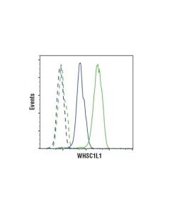 Cell Signaling Whsc1l1 (D4n9n) Rabbit mAb