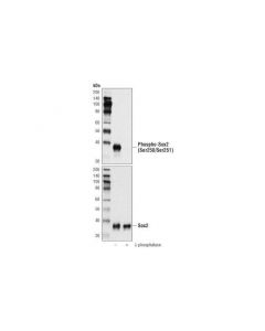 Cell Signaling Phospho-Sox2 (Ser250/Ser251) (A2i7g) Rabbit mAb