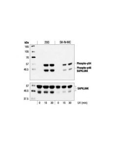 Cell Signaling Sapk/Jnk Antibody