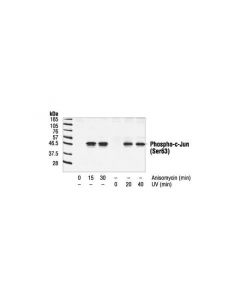 Cell Signaling Phospho-C-Jun (Ser63) Ii Antibody