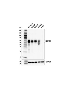 Cell Signaling NOTUM (F1E9C) Rabbit mAb