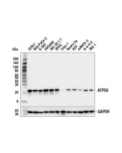 Cell Signaling Atp5o (E7f4u) Rabbit mAb