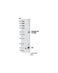 Cell Signaling Phospho-Akt (Thr450) Antibody