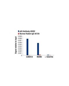 Cell Signaling P53 Antibody