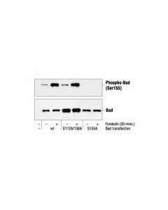 Cell Signaling Phospho-Bad (Ser155) Antibody