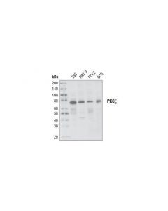Cell Signaling Pkczeta (C24e6) Rabbit mAb