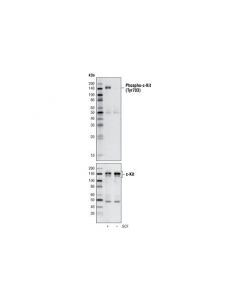 Cell Signaling C-Kit Antibody Sampler Kit