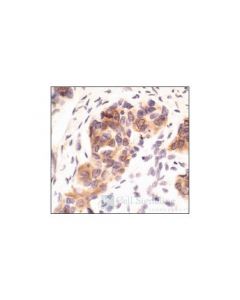 Cell Signaling Phospho-Pkcdelta/Theta (Ser643/676) Antibody