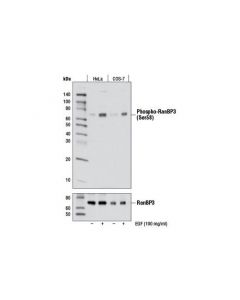 Cell Signaling Phospho-Ranbp3 (Ser58) Antibody