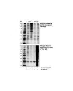 Cell Signaling Phospho-Threonine (42h4) Mouse mAb