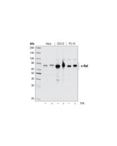 Cell Signaling C-Raf Antibody