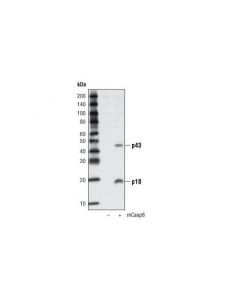 Cell Signaling Cleaved Caspase-8 (Asp387) Antibody (Mouse Specific)
