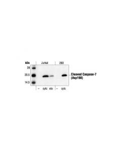 Cell Signaling Cleaved Caspase-7 (Asp198) Antibody