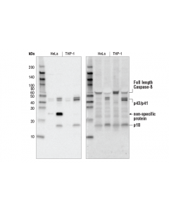 Cell Signaling Cleaved Caspase-8 (Asp374) (18c8) Rabbit mAb
