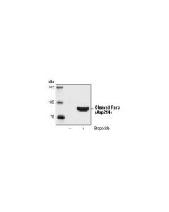 Cell Signaling Cleaved Parp (Asp214) Antibody (Human Specific)