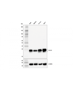 Cell Signaling 14-3-3 (Pan) (E9s9m) Rabbit mAb