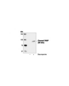 Cell Signaling Cleaved Parp (Asp214) Antibody (Rat Specific)