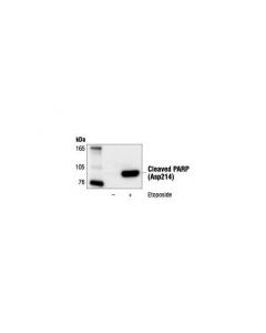 Cell Signaling Cleaved Parp (Asp214) (19f4) Mouse mAb (Human Specific)
