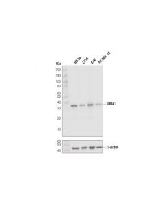 Cell Signaling Oma1 (D4j7k) Rabbit mAb