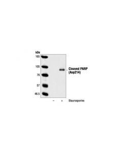 Cell Signaling Cleaved Parp (Asp214) (7c9) Mouse mAb (Mouse Specific)