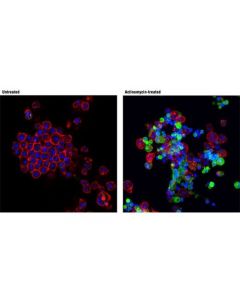 Cell Signaling Cleaved Drosophila Dcp-1 (Asp216) Antibody