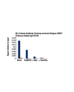 Cell Signaling Beta-Catenin Antibody (Carboxy-Terminal Antigen)