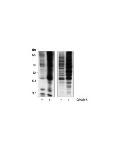 Cell Signaling Phospho-(Ser) 14-3-3 Binding Motif (4e2) Mouse mAb
