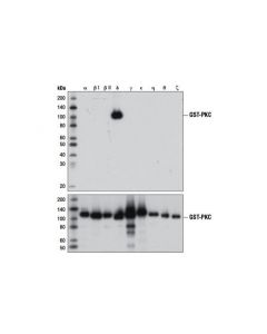 Cell Signaling Pkcdelta (D10e2) Rabbit mAb