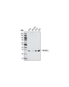Cell Signaling 14-3-3 Epsilon Antibody