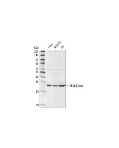 Cell Signaling 14-3-3 Beta/Alpha Antibody
