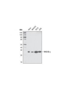 Cell Signaling 14-3-3 Eta Antibody