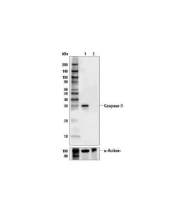 Cell Signaling Caspase-3 (3g2) Mouse mAb