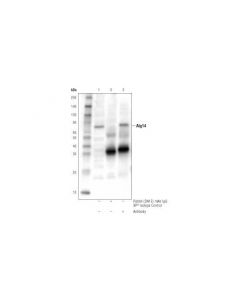 Cell Signaling Atg14 (D1a1n) Rabbit mAb