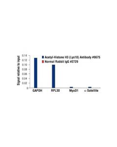 Cell Signaling Acetyl-Histone H3 (Lys18) Antibody