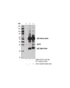 Cell Signaling Ucp3 (D6j8k) Rabbit mAb