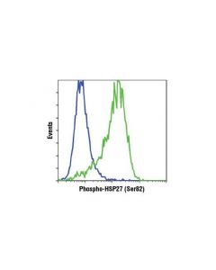 Cell Signaling Phospho-Hsp27 (Ser82) (D1h2f6) Xp Rabbit mAb