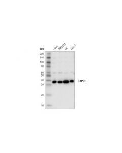 Cell Signaling Gapdh (D4c6r) Mouse mAb