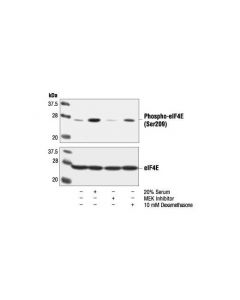 Cell Signaling Phospho-Eif4e (Ser209) Antibody