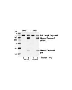 Cell Signaling Caspase-8 (1c12) Mouse mAb