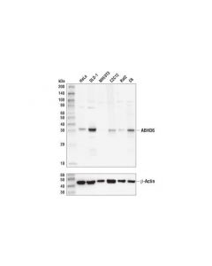 Cell Signaling Abhd6 (D3c8n) Rabbit mAb