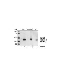 Cell Signaling Cleaved Caspase-6 (Asp162) Antibody