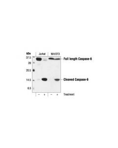 Cell Signaling Caspase-6 Antibody