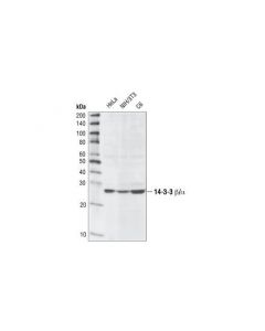 Cell Signaling 14-3-3 Family Antibody Sampler Kit