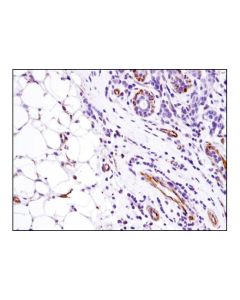 Cell Signaling Sdf1/Cxcl12 (D8g6h) Rabbit mAb (Ihc-Specific)