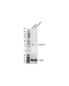 Cell Signaling Xct/Slc7a11 Antibody