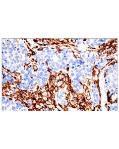 Cell Signaling Fcrgamma (E6y1a) Rabbit mAb (Bsa And Azide Free)
