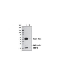 Cell Signaling Protein A Agarose Beads