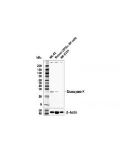 Cell Signaling Granzyme K (E6z6o) Rabbit mAb