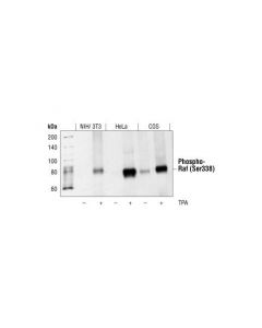 Cell Signaling Phospho-Erk1/2 Pathway Antibody Sampler Kit