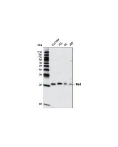 Cell Signaling Pro-Apoptosis Bcl-2 Family Antibody Sampler Kit